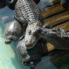 alligators and turtles