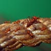 ants