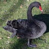 black swan