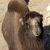 camel