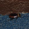 cockroach