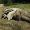 giant anteater
