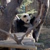 giant panda