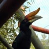 hornbill
