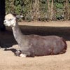 llama