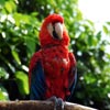macaw