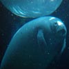 manatee