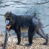 mandrill