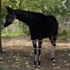 okapi