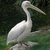 giant pelican
