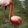 pink flamingo
