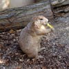 prairie dog