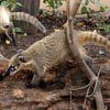 ring tailed coati