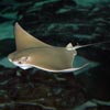 stingray