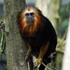 tamarin