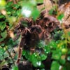 tarantula
