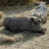 warthog