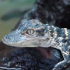 baby alligator