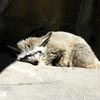 bat eared fox