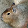 capybara