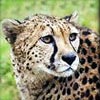cheetah