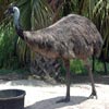 emu