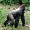 gorilla