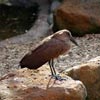hammerkop