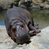 hippopotamus