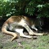 kangaroo