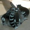 lemurs