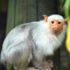 marmoset