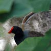 moorhen