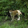 new guinea singing dog