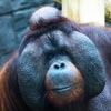 orangutan