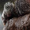 porcupine