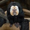 white faced saki monkey