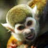 squirrel monkey