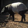 tapir